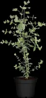 Eucalyptus gunnii (Cider-eucalyptus) - afbeelding 11
