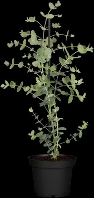 Eucalyptus gunnii (Cider-eucalyptus) - afbeelding 11