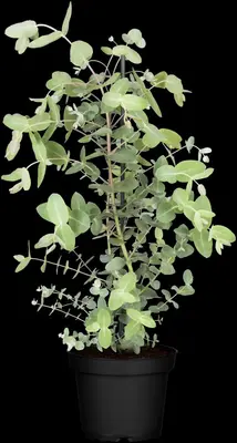 Eucalyptus gunnii (Cider-eucalyptus) - afbeelding 9
