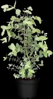 Eucalyptus gunnii (Cider-eucalyptus) - afbeelding 9