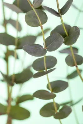 Eucalyptus gunnii (Cider-eucalyptus) - afbeelding 3