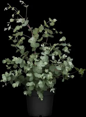Eucalyptus gunnii (Cider-eucalyptus) - afbeelding 5