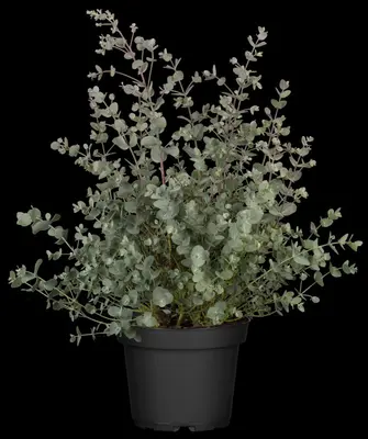 Eucalyptus gunnii (Cider-eucalyptus) - afbeelding 12