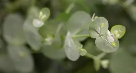 Eucalyptus gunnii (Cider-eucalyptus) - afbeelding 1