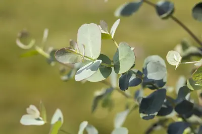 Eucalyptus gunnii (Cider-eucalyptus) - afbeelding 6