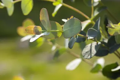 Eucalyptus gunnii (Cider-eucalyptus) - afbeelding 7