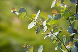 Eucalyptus gunnii (Cider-eucalyptus) - afbeelding 8