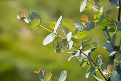 Eucalyptus gunnii (Cider-eucalyptus) - afbeelding 8