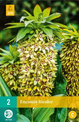 Eucomis bicolor 2 stuks - afbeelding 1