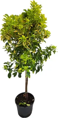 Euonimus aurea (Kardinaalsmuts) - afbeelding 1