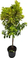 Euonimus aurea (Kardinaalsmuts) - afbeelding 1