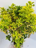 Euonimus aurea (Kardinaalsmuts) - afbeelding 2