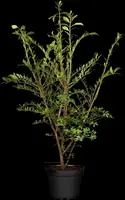 Euonymus alatus (Kardinaalsmuts) - afbeelding 2