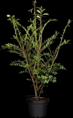 Euonymus alatus (Kardinaalsmuts) - afbeelding 2