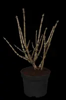 Euonymus alatus (Kardinaalsmuts) - afbeelding 1