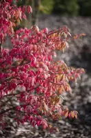 Euonymus alatus (Kardinaalsmuts) - afbeelding 4