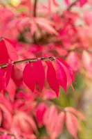 Euonymus alatus (Kardinaalsmuts) - afbeelding 16