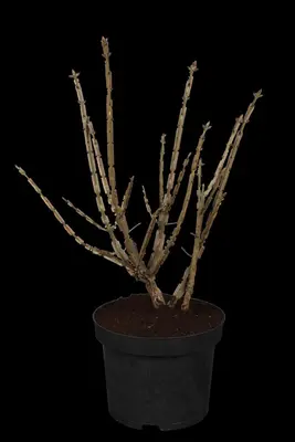 Euonymus alatus (Kardinaalsmuts) - afbeelding 1