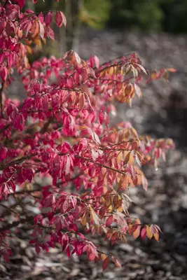 Euonymus alatus (Kardinaalsmuts) - afbeelding 4