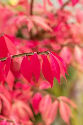 Euonymus alatus (Kardinaalsmuts) - afbeelding 16
