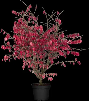 Euonymus alatus (Kardinaalsmuts) - afbeelding 7