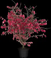 Euonymus alatus (Kardinaalsmuts) - afbeelding 7
