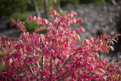 Euonymus alatus (Kardinaalsmuts) - afbeelding 3