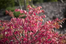 Euonymus alatus (Kardinaalsmuts) - afbeelding 3