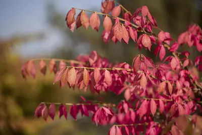 Euonymus alatus (Kardinaalsmuts) - afbeelding 6
