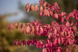 Euonymus alatus (Kardinaalsmuts) - afbeelding 6