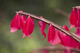 Euonymus alatus (Kardinaalsmuts) - afbeelding 8