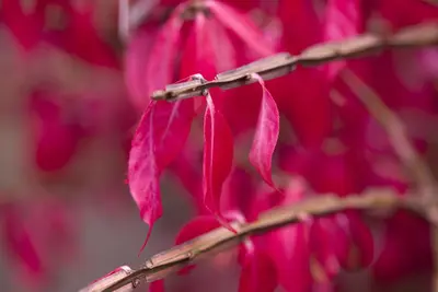 Euonymus alatus (Kardinaalsmuts) - afbeelding 9