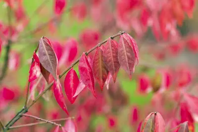 Euonymus alatus (Kardinaalsmuts) - afbeelding 10