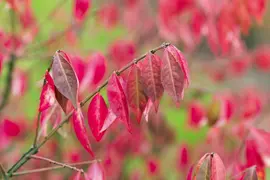 Euonymus alatus (Kardinaalsmuts) - afbeelding 10