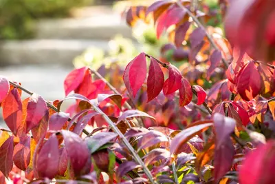Euonymus alatus (Kardinaalsmuts) - afbeelding 11