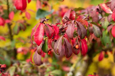 Euonymus alatus (Kardinaalsmuts) - afbeelding 12