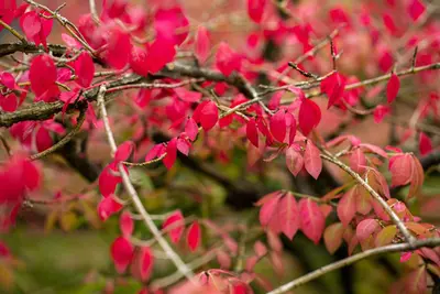 Euonymus alatus (Kardinaalsmuts) - afbeelding 13