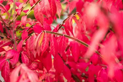 Euonymus alatus (Kardinaalsmuts) - afbeelding 15