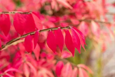 Euonymus alatus (Kardinaalsmuts) - afbeelding 17