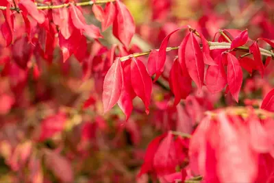 Euonymus alatus (Kardinaalsmuts) - afbeelding 18