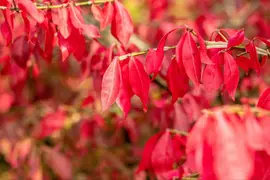 Euonymus alatus (Kardinaalsmuts) - afbeelding 18
