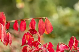 Euonymus alatus (Kardinaalsmuts) - afbeelding 19