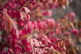 Euonymus alatus (Kardinaalsmuts) - afbeelding 5