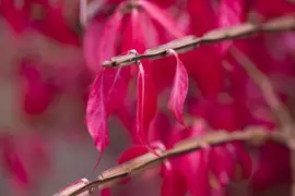 Euonymus alatus (Kardinaalsmuts) - afbeelding 9