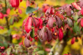 Euonymus alatus (Kardinaalsmuts) - afbeelding 12