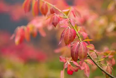 Euonymus alatus (Kardinaalsmuts) - afbeelding 14