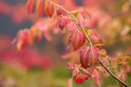 Euonymus alatus (Kardinaalsmuts) - afbeelding 14