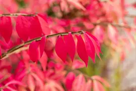 Euonymus alatus (Kardinaalsmuts) - afbeelding 17