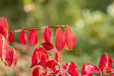 Euonymus alatus (Kardinaalsmuts) - afbeelding 19