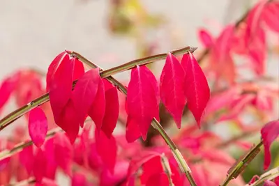 Euonymus alatus (Kardinaalsmuts) - afbeelding 20